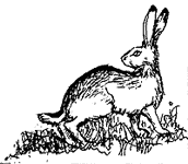 *Hare