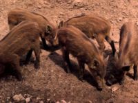 *Wild boar piglets